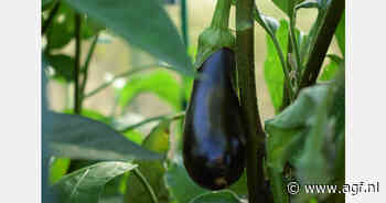 Tuinbouw in Almería: meer teelt, lagere prijzen tegen stijgende kosten