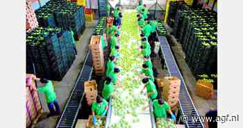 Stabiele prijs Costa Ricaanse cassave