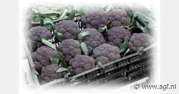 Eerste paarse broccoli wereldwijd gelanceerd