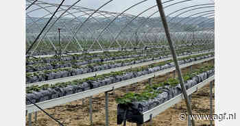 Enige stormschade in Spaanse Huelva, maar het vele water is vooral welkom voor de zachtfruitteelt