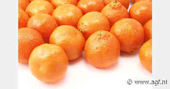 Recordexport Peruaanse mandarijnen