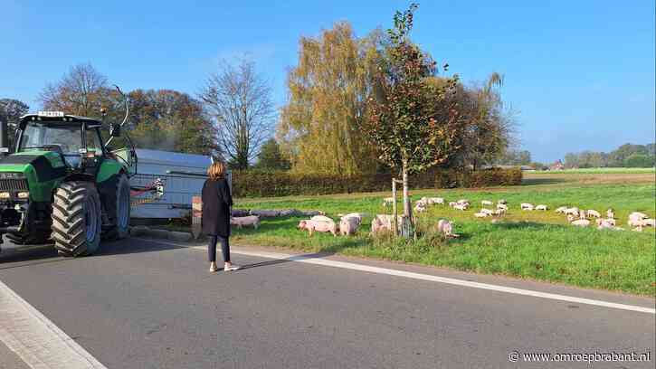 Biggetjes ontsnappen uit gekantelde aanhanger en struinen weiland af