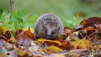 Wie man dem stacheligen Gartenbewohner helfen kann