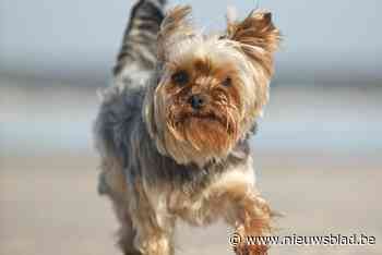 Vrouw laat haar hondje achter bij vriendin, maar die heeft verbod op het houden van dieren: negen maanden cel
