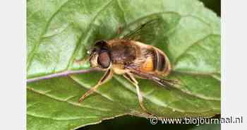 Wiskundig model voor plaagbestrijding in open teelten