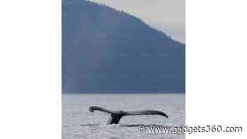World's Largest Ocean Predator-Prey Marine Event Captured Off Norway's Coast