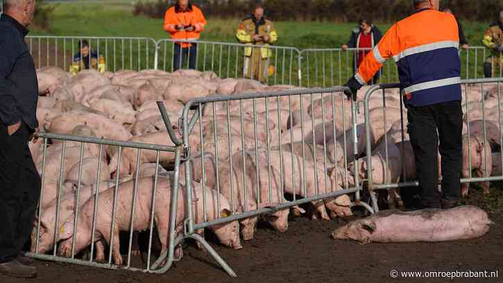 Aanhanger met biggen kantelt: 25 dieren dood, tientallen varkens ontsnappen