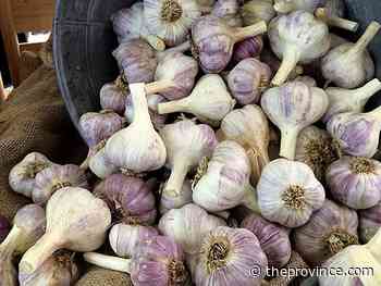 Garlic: Music, Red Russian two excellent varieties