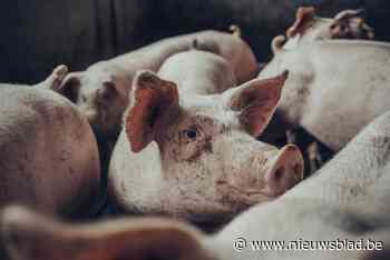 25 varkens komen om wanneer aanhangwagen kantelt