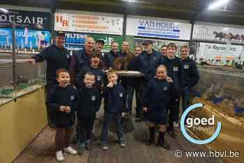 Cavia’s en konijnen in manege van Overpelt: Kempen Raskonijn trekt 1.500 bezoekers naar kleinveetentoonstelling