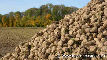 Suikerbietenopbrengst in Nederland omlaag