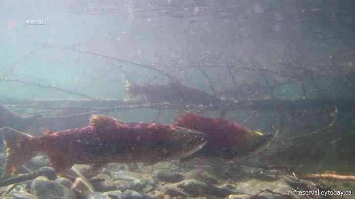 Second-lowest salmon run on Fraser River in over 100 years: Former fisheries officer