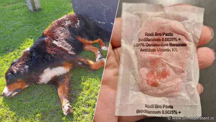 Honden Floor en Guus dood door rattengif in de tuin: 'Ze zijn vermoord'