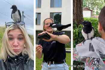 Waar is Dexter de ekster, Sint-Pieters’ bekendste vogel? “We hebben hem al een week niet meer gezien”