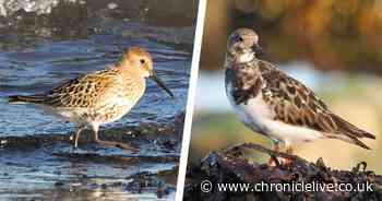 Several species of birds found on Northumberland Coast in decline, report finds