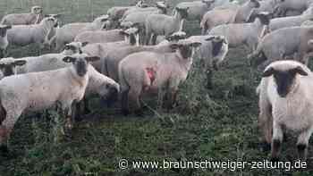 Wolfsrisse bei Helmstedt: Darum ist der Kreisrat so frustriert