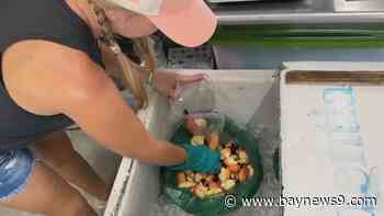 Bay area stone crab company rebuilds and finds success even after storm causes slow start to season