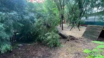 IV Municipio, ci sono alberi pericolosi nelle scuole: via all'abbattimento di 130 esemplari