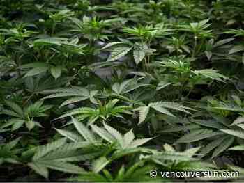 Green light: Surrey council approves 12 new pot stores across the city