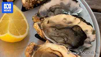 Fears desalination plant could damage one of Australia's premier oyster harbours
