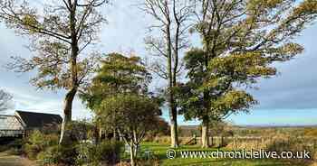 Durham hospice to receive garden from Chelsea Flower Show celebrating its essential work