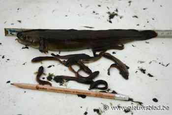 In 1965 uitgestorven, nu zwemt zeldzame kwabaal opnieuw in de Demer