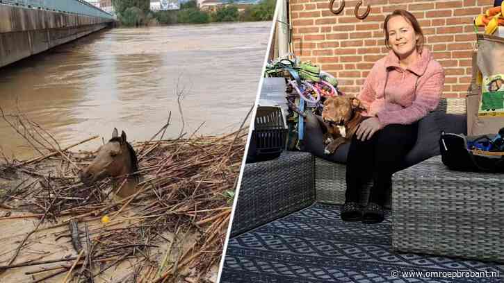 Carolien helpt dieren na overstromingen in Spanje: 'Ondergeschoven kindjes'