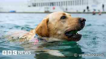 Hundreds of dogs dive in for annual pool day
