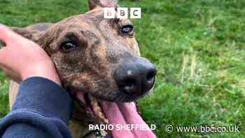 Lonely Lurcher spends over 750 days at Sheffield RSPCA