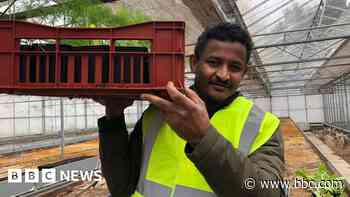Derelict greenhouses used to grow fresh produce