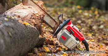 Oak tree chopped down by couple because of falling acorns