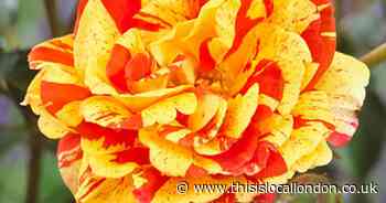 Rose 'Oranges and Lemons' Papagena brings fun colour to garden
