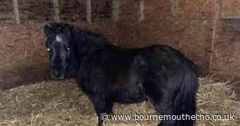 Pony shot at with BB gun