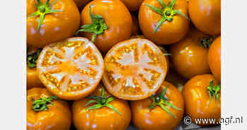 Spanje verwacht deze winter 1,27 miljoen ton tomaten te oogsten