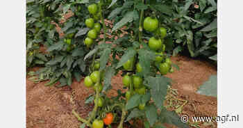 "Aangenaam verrast door de smaak van de ToBRFV-resistente pruimtomaten"