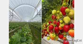 Duitse aardbeienoogst in laatste fase