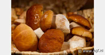 Paddenstoelenseizoen van start in Oekraïne