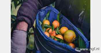 Watergebrek grootste probleem voor citrusteelt op Corsica