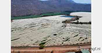 Zuid-Afrikaanse telers nemen de schade op na drie weken hagel en wind