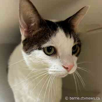 Cuddle a cat or kitten at Kittypalooza