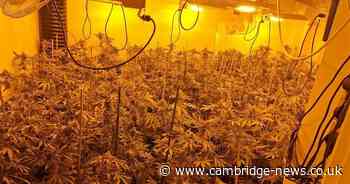 Teenager caught sleeping in £420k Cambs cannabis factory