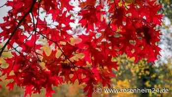 Unbekannter fällt auf Privatgrund etwa fünf Meter hohen Ahorn und nimmt ihn mit