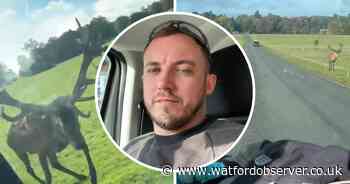 Watford man 'shaken' after charging stag smashed into his van