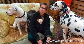 RSPCA Wirral rescues 32 cats after animal sanctuary owner banned for life