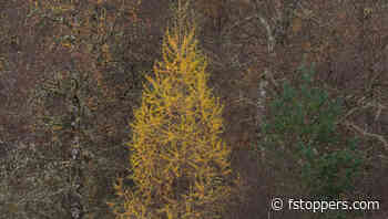 5 Tips for Capturing Stunning Forest Scenes