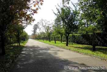 Bomen Dageraadlaan wijken voor nieuwe exemplaren: buren krijgen inspraak