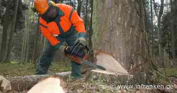 Kitzingen sperrt im November Waldwege für Baumfällungen - "unbedingt beachten"