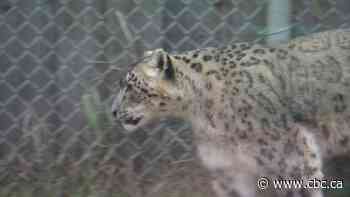 Saskatoon zoo prepares to keep animals warm during coming winter