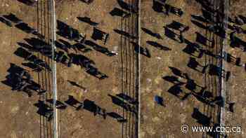 What is the 'pandemic bill' and why Alberta farmers are upset about it