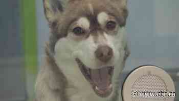 Pet parents needed for 'unprecedented' number of puppies, Regina Humane Society says